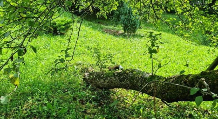 Vila Gigi, Ideala Pentru Relaxare Si Distractie! 브레아자 외부 사진